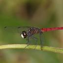 Image of Lyriothemis cleis imported from iNaturalist.