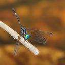 Image of Tetrathemis irregularis imported from iNaturalist.