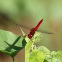 Image of Urothemis bisignata imported from iNaturalist.