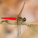 Image of Orchithemis pulcherrima imported from iNaturalist.