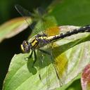 Image of Ophiogomphus howei imported from iNaturalist.