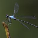 Image of Philogenia peacocki imported from iNaturalist.