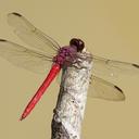 Image of Orthemis schmidti imported from iNaturalist.