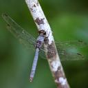 Image of Rhodopygia pruinosa imported from iNaturalist.