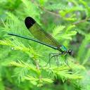 Image of Calopteryx dimidiata imported from iNaturalist.