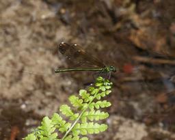 Female Sparkling Jewelwing