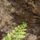 Female Sparkling Jewelwing