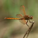 Image of Libellula auripennis imported from iNaturalist.