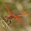 Image of Libellula auripennis