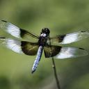 Image of Libellula luctuosa imported from iNaturalist.