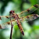 Image of Libellula semifasciata imported from iNaturalist.