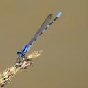 Image of Argia harknessi imported from iNaturalist.