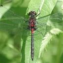 Image of Leucorrhinia proxima imported from iNaturalist.