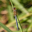 Image of Orthetrum abbotti imported from iNaturalist.