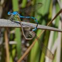 Image of Argia agrioides imported from iNaturalist.