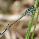 Image of Ischnura erratica imported from iNaturalist.