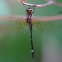 Image of Macrothemis inequiunguis imported from iNaturalist.