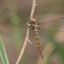 Image of Macrothemis inacuta imported from iNaturalist.