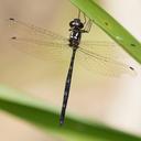 Image of Macrothemis musiva imported from iNaturalist.