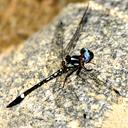 Image of Macrothemis pseudimitans imported from iNaturalist.