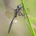 Image of Somatochlora minor imported from iNaturalist.