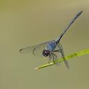 Image of Dythemis nigrescens imported from iNaturalist.