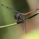 Image of Orthemis cultriformis imported from iNaturalist.