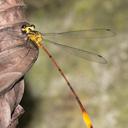 Image of Heteragrion tricellulare imported from iNaturalist.