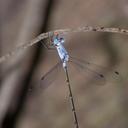 Image of Lestes sigma imported from iNaturalist.