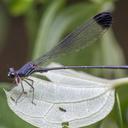 Image of Paraphlebia quinta imported from iNaturalist.