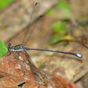 Image of Philogenia championi imported from iNaturalist.