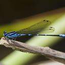 Image of Argia adamsi imported from iNaturalist.