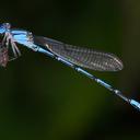 Image of Argia barretti imported from iNaturalist.