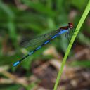 Image of Argia cupraurea imported from iNaturalist.