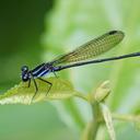 Image of Argia indicatrix imported from iNaturalist.