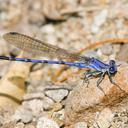 Image of Argia munda imported from iNaturalist.