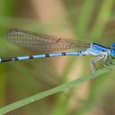 Image of Argia nahuana imported from iNaturalist.