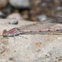 Image of Argia pallens imported from iNaturalist.