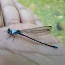 Image of Argia percellulata imported from iNaturalist.