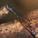 Image of Argia popoluca imported from iNaturalist.