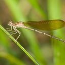 Image of Argia rhoadsi imported from iNaturalist.