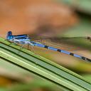 Image of Argia tarascana imported from iNaturalist.