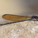 Image of Argia tezpi imported from iNaturalist.