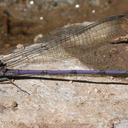 Image of Argia tonto imported from iNaturalist.