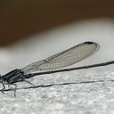 Image of Argia ulmeca imported from iNaturalist.