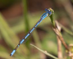 Male Double-striped Bluet