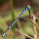 Male Double-striped Bluet