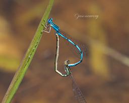 Tandem pair Double-striped Bluets