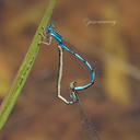 Tandem pair Double-striped Bluets
