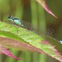 Image of Ischnura damula imported from iNaturalist.